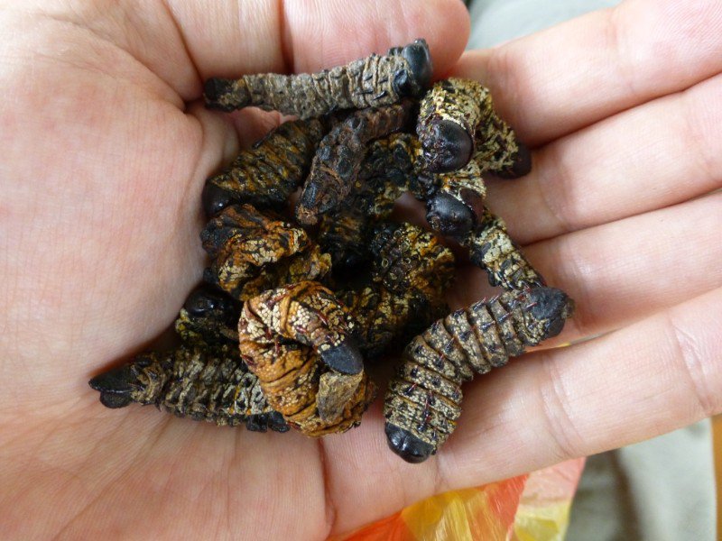 We tried some dehydrated grubs from a local street market in Zambia.  Tastes like dirt