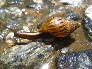 A sparkling Vic Falls snail
