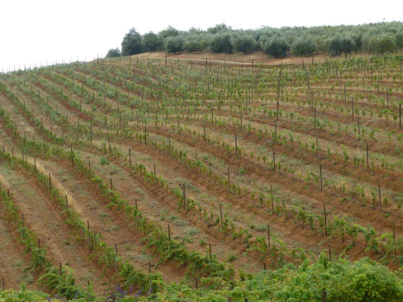 Stellanbosch wine country