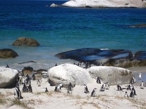 Penguin's at Boulder Beach