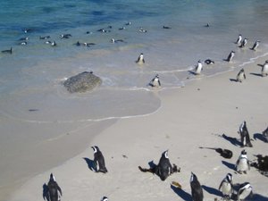 Penguin's at Boulder Beach
