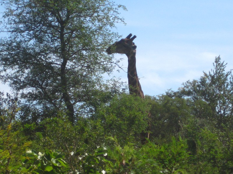 Krugger giraffes