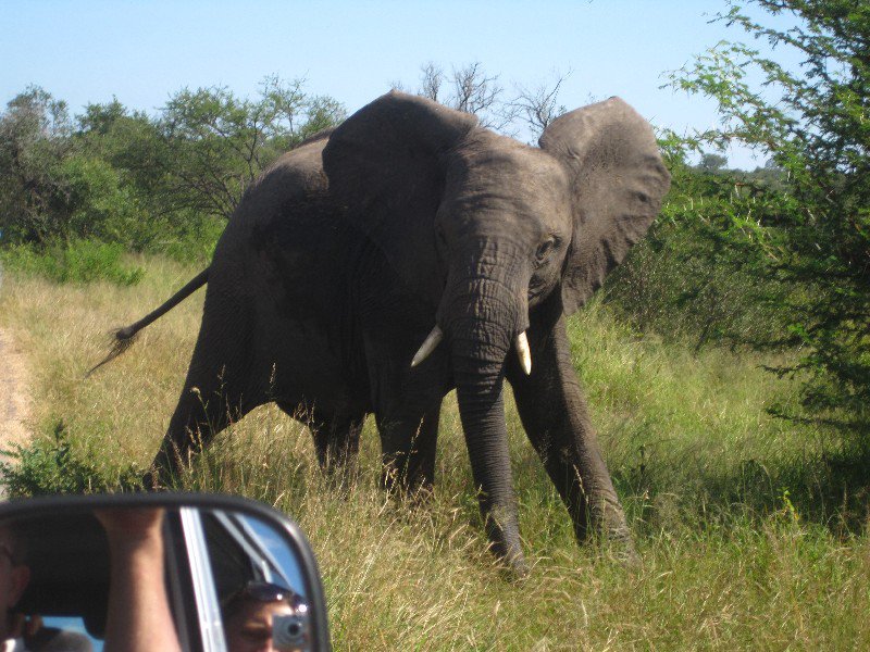 This guy stared us down as he crossed the road just in front of us