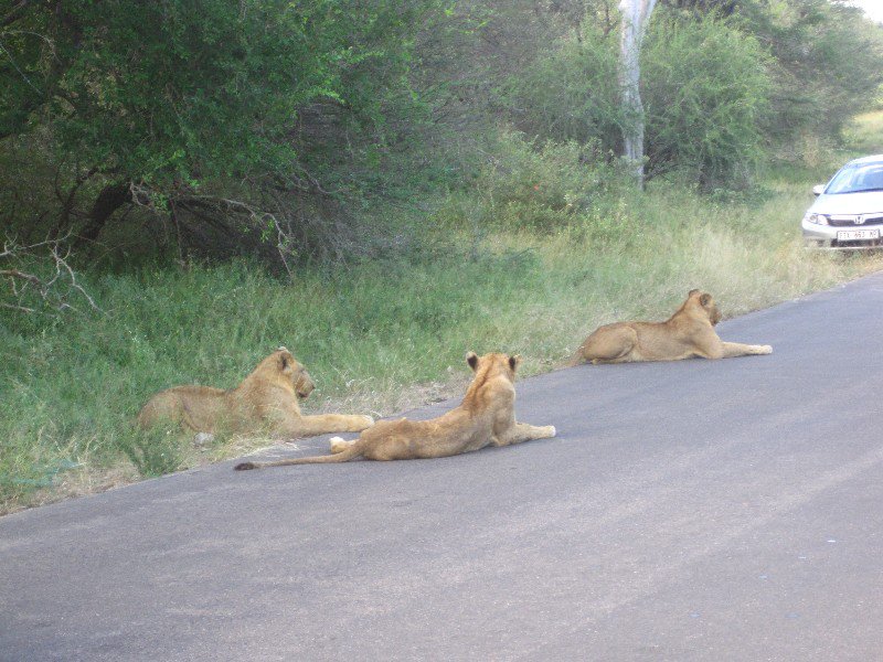 Three young lions hanging in the road