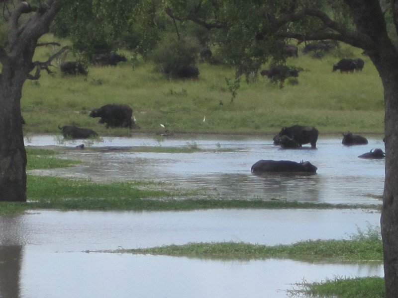 Water buffaloes cooling off with a swim and drink