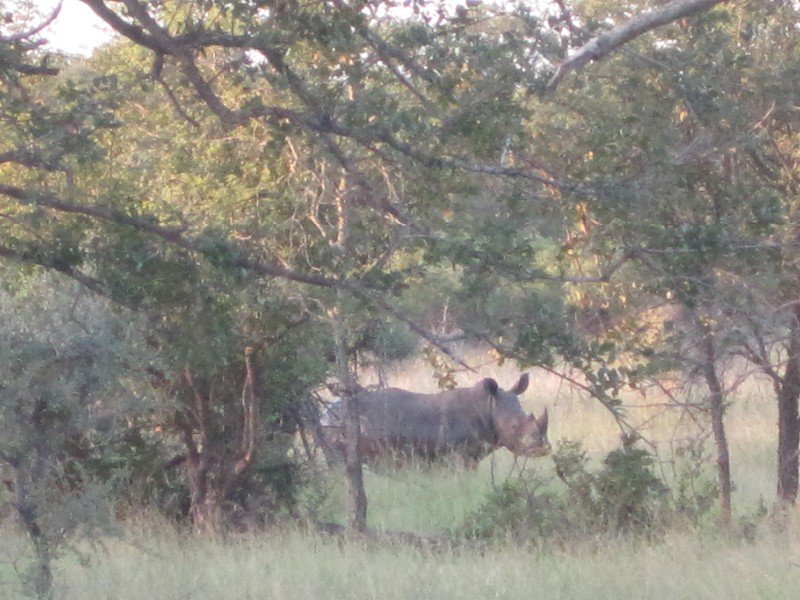 White rhino coming out to graze at sunset