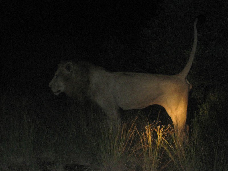 Male lion at night marking his territory