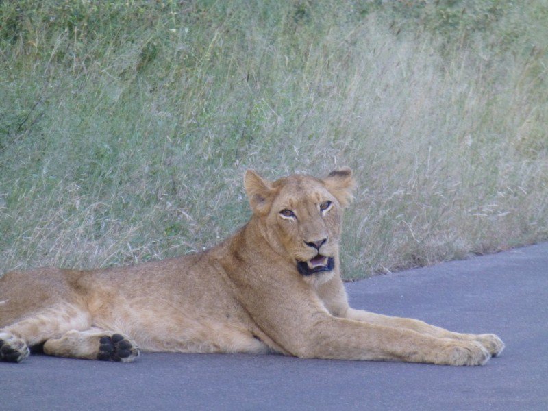 Kruger lion