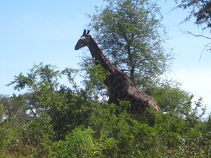 Kruger giraffes