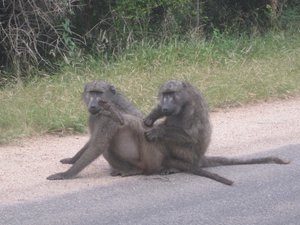 Baboons groom one another
