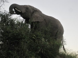 The perspective isn't here so well, but this elephant climbed to the top of a tiny mound to feed on a bush.  With the full perspective it looked very funny.