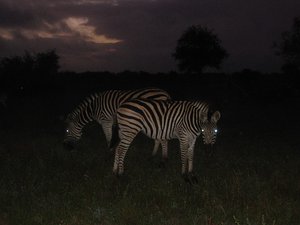 Zebras at dawn