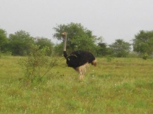 Krugger Ostrich