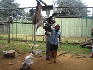 Gustav feeding the vultures