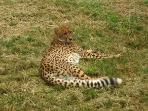 Cheetah at Moholoholo