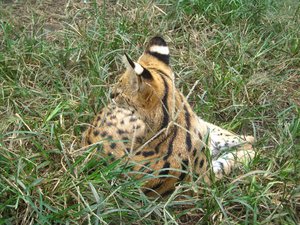 Serval Cat at Moholoholo