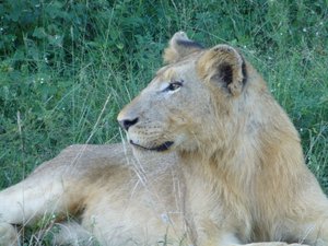 Young male lion at Krugger