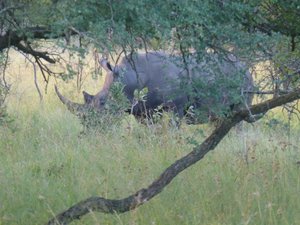White rhino at Kruger