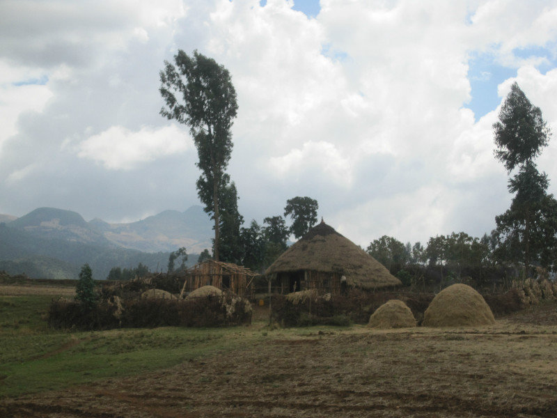 A farmhouse with piles of golden tiff (the grain from which they make injera)