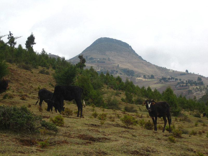 Grazing cattle atop Menagesha