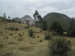 Reforestation projects near the peak of Menagesha 