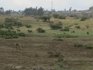 A pack of gelada baboons (endemic to Ethiopia)