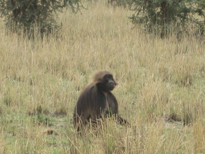 endemic Gelada baboons of Ethiopia