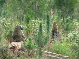Menagesha baboons