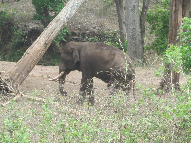 Elephant Camp at the Mudumalai Tiger Reserve