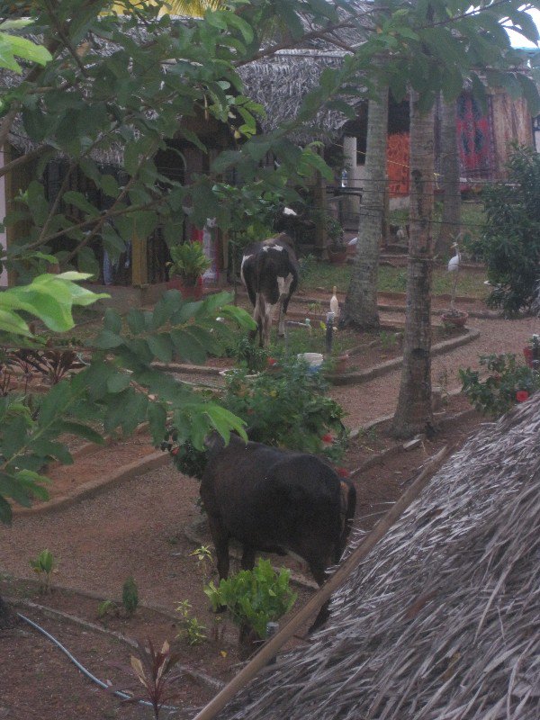These two cows wandered into our hotel property one day and started munching up the landscaping until an employee chased them away