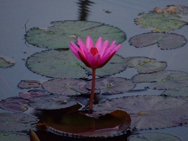 Angkor Flower