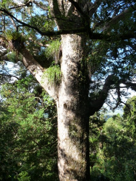 A Mahusive Kauri Tree