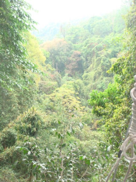Jungle Views