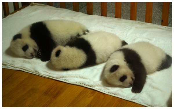 panda cubs