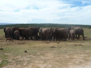Lots of Elephants