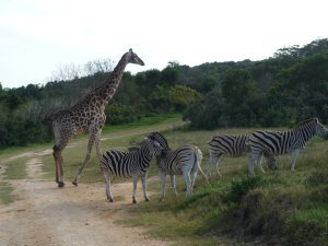 Zebra and Giraffe