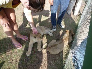 Petting Lion Cubs