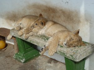 Baby Lions 