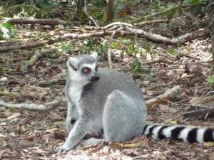 A Ring-Taled Lemur
