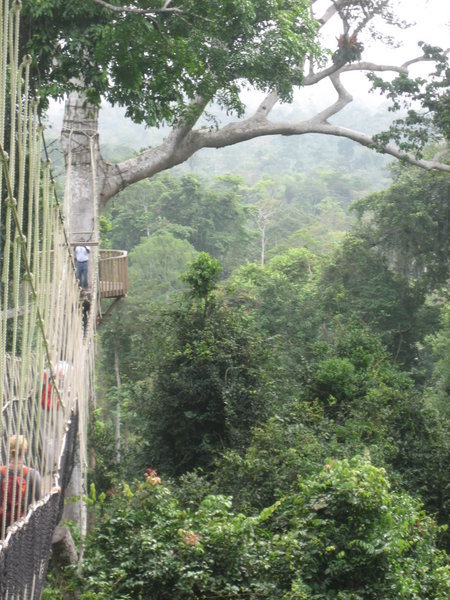 View from the bridge, Kakum National Park