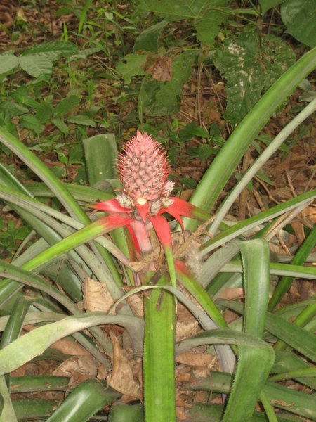 Pineapple bud