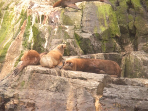 sea lions