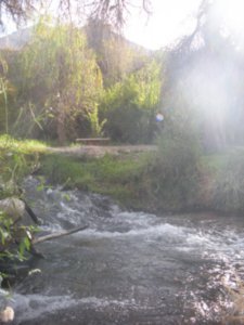 pisco elqui