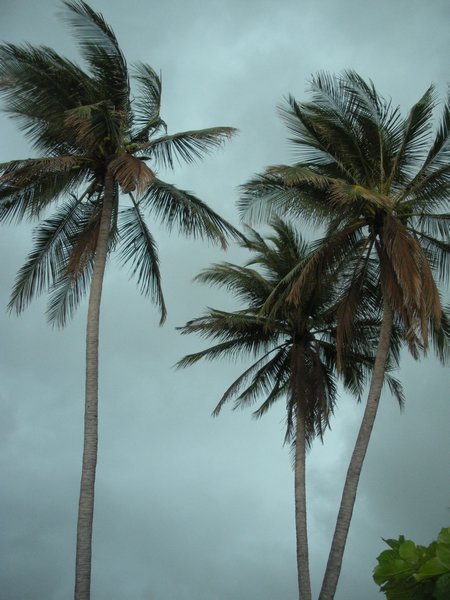 Palms swaying before a storm