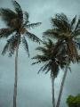 Palms swaying before a storm