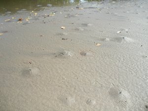 Crabs make these "little volcanos" all over the beach