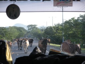 Cows blocking the road