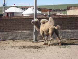 A llama or a camel?