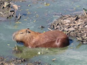 capivara, largest rodent in the world