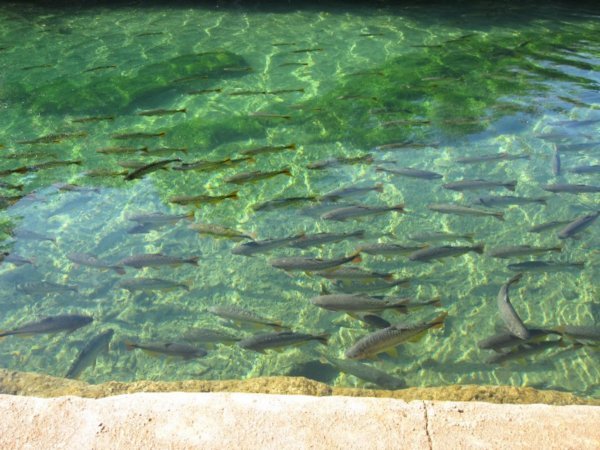 rio de formosso, with all the fish!!
